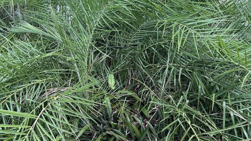 Can You Find the Hidden Snake in the Bush?