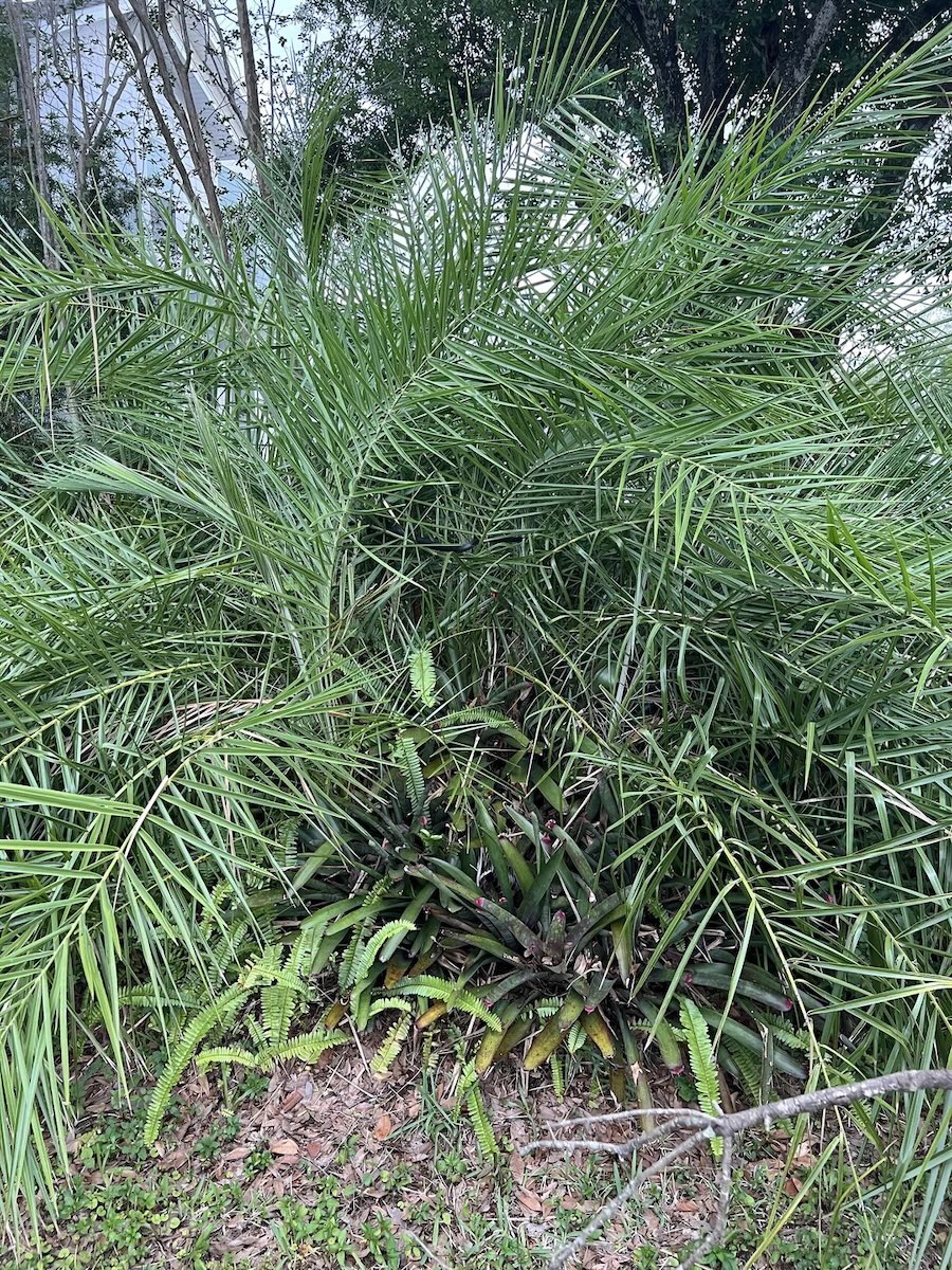find the snake in the bush