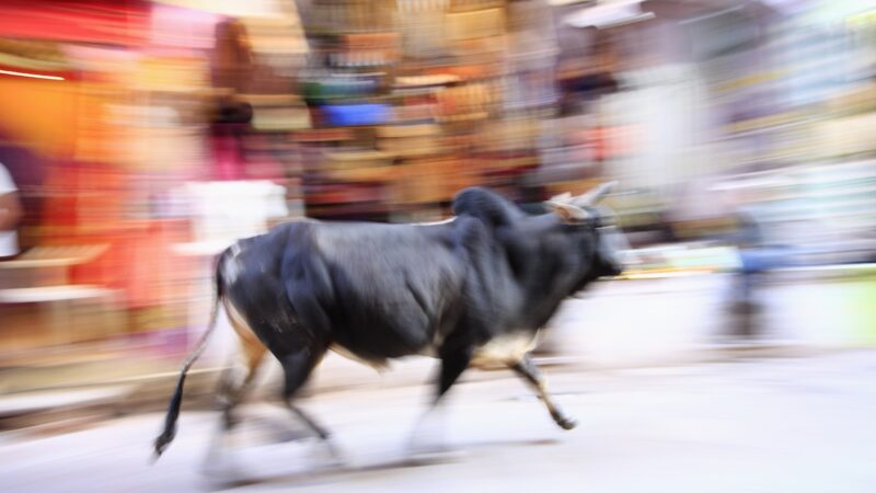 Caught on Security Cam: Bull Rides a Scooter in India
