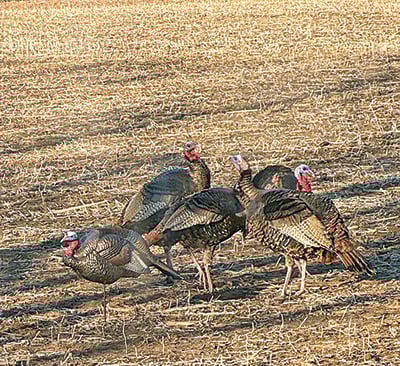 Christine Thomas: Turkeys trot at the little cabin, but Mr. Hollywood lives on for now – Outdoor News