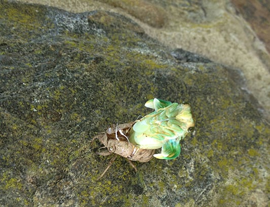 Cicadas about to emerge in the southwest Ohio region – Outdoor News
