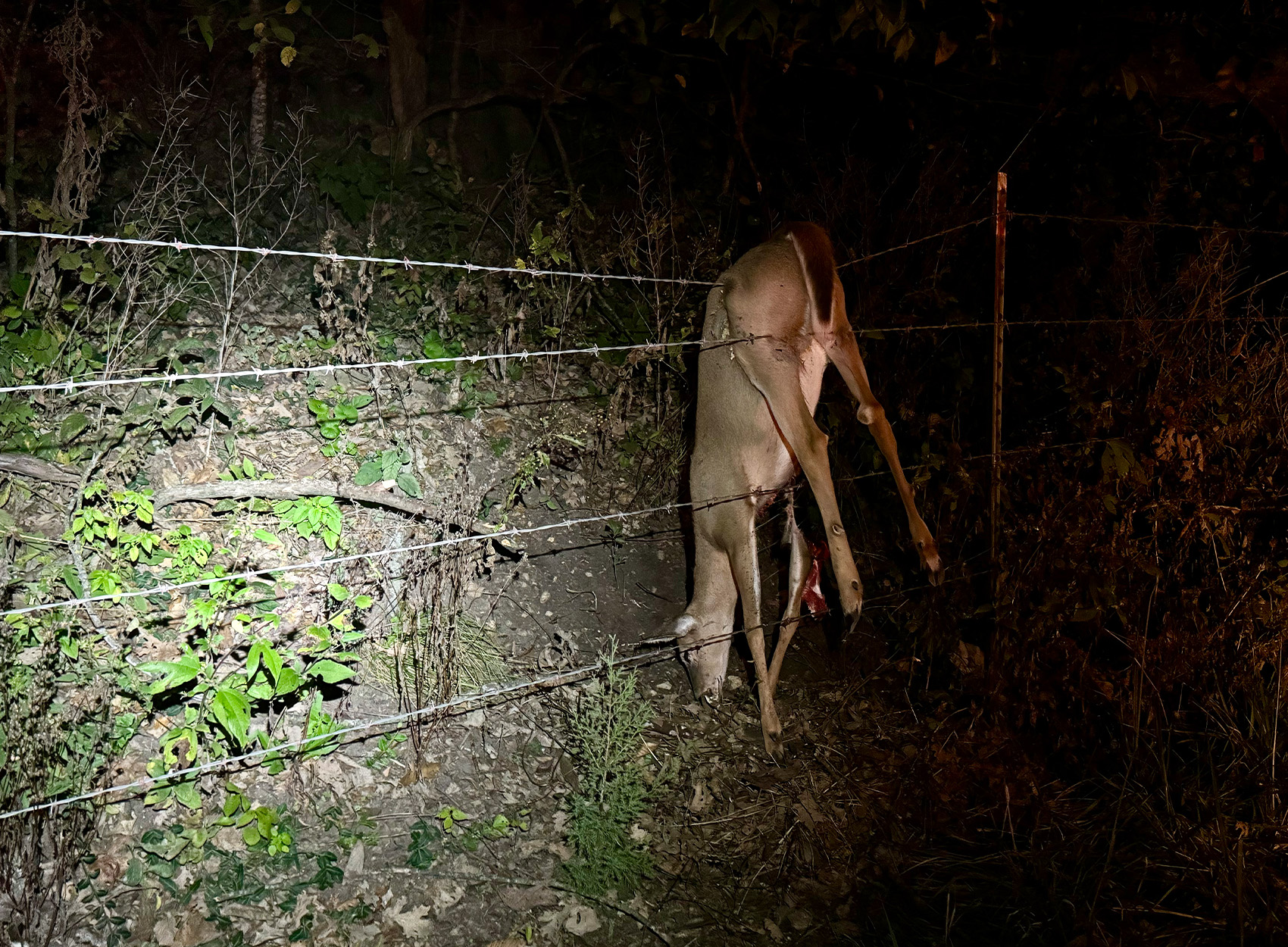 A dead deer caught in a barbed wire fence.