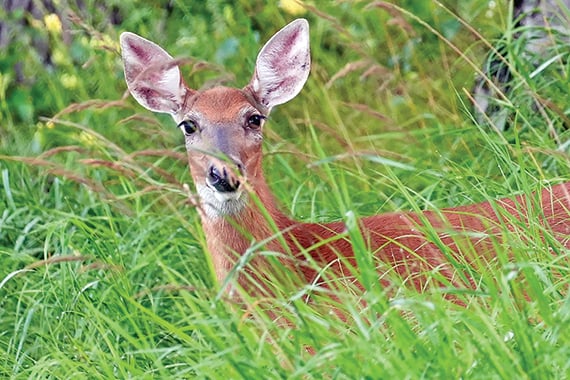 Commentary: Time to implement second half of Gary Alt’s plan with an October doe season in Pennsylvania – Outdoor News