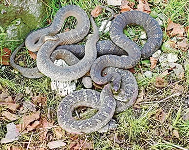 Critical water snake surveys to resume this month on Lake Erie – Outdoor News