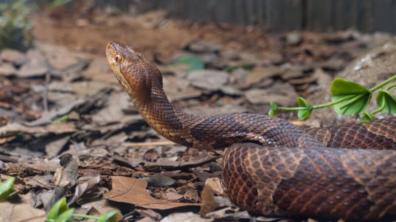 Cyclist Gets Nasty Injury Trying to Save Venomous Snake