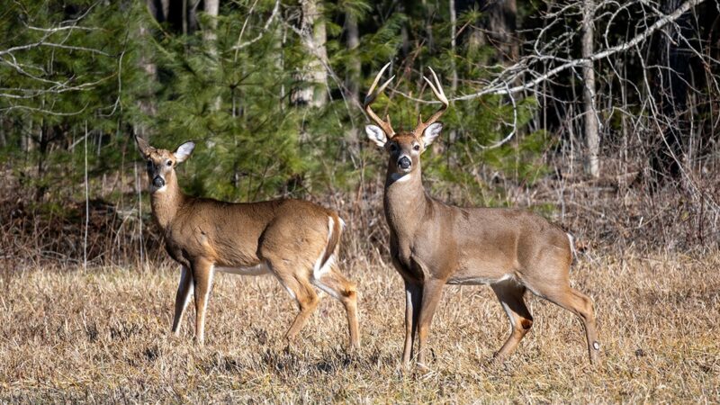 Dean Bortz: Some information on Wisconsin’s new deer units, wolf committee – Outdoor News