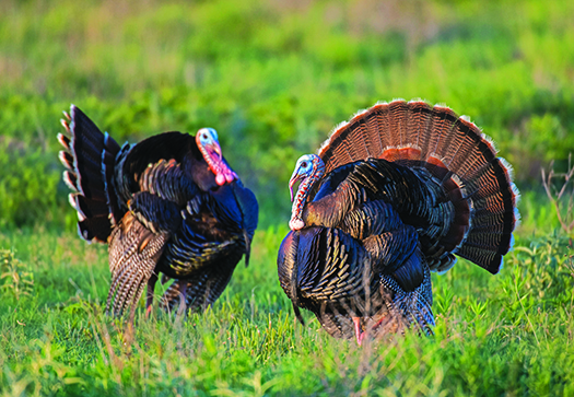 Debate continues around later opener for Pennsylvania’s spring turkey season – Outdoor News
