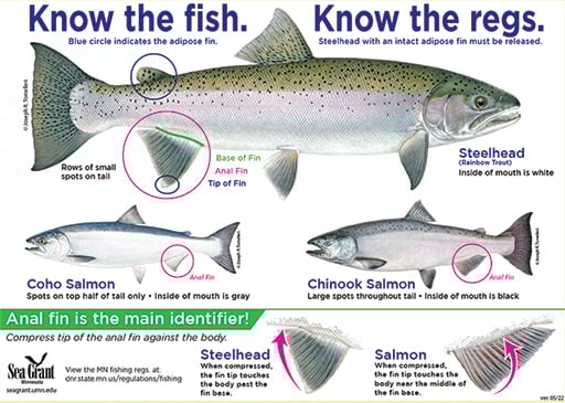 Decals now available to help protect Lake Superior’s steelhead – Outdoor News