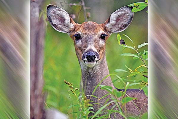 Deer meeting in Wisconsin’s Waupaca County turns to talks about CWD concerns – Outdoor News