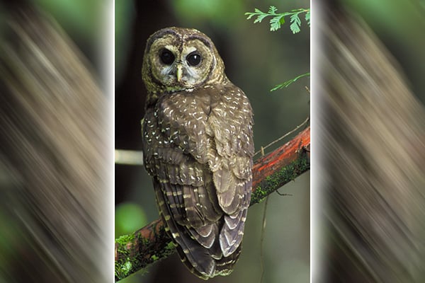 Democratic senators press Trump administration on how it will protect endangered species – Outdoor News