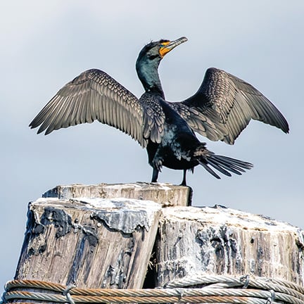 DNR has cormorant plan in place for Pelican Lake, an important walleye fishery in western Minnesota – Outdoor News