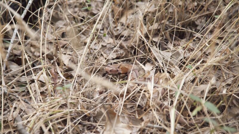 ‘Do You See It?’ Copperhead Snake’s Camouflage Tricks Herper