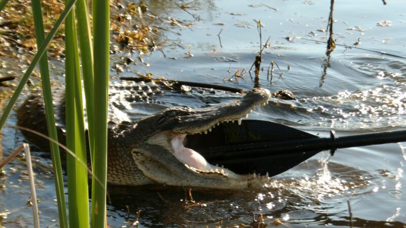 ‘Don’t. Freak. Out.’ Alligator Launches Toward Paddle Boarders