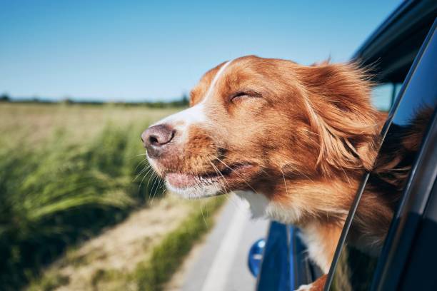 Driving With Dogs – Pet Restraint Rules