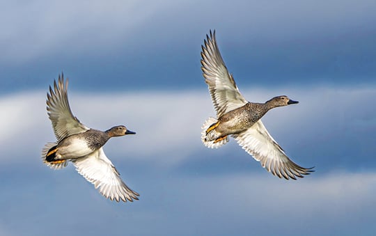 Duck regulations feature some tweaks for Ohio’s 2025 hunting season – Outdoor News