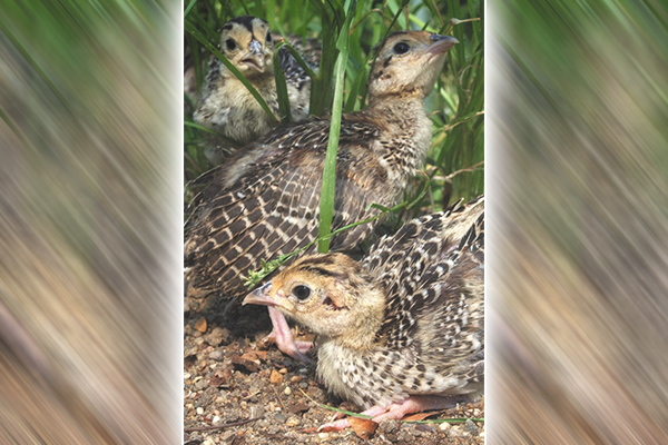 Earlier pheasant hatch starting across Iowa, with peak still expected in June – Outdoor News