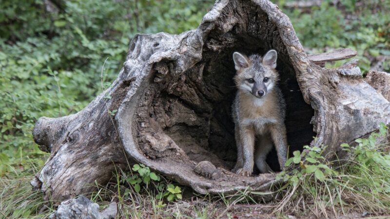 Entertaining Footage Shows Foxes Having Fun With Trail Cam