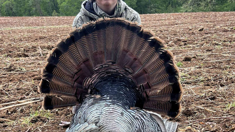 ‘Everyone Calls Me Lucky.’ New Turkey Hunter Tags a Double-Spurred Gobbler