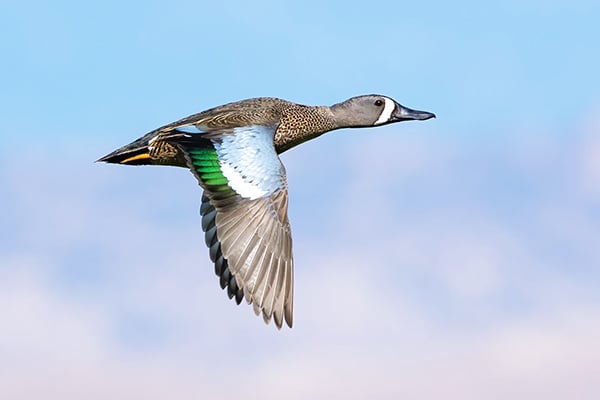Expansion of hunting, fishing opportunities on USFWS lands; and an end to early teal hunt on a Minnesota refuge proposed – Outdoor News