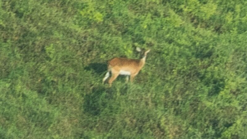 First-Ever Published Photo of Rare Species, the Upemba Lechwe