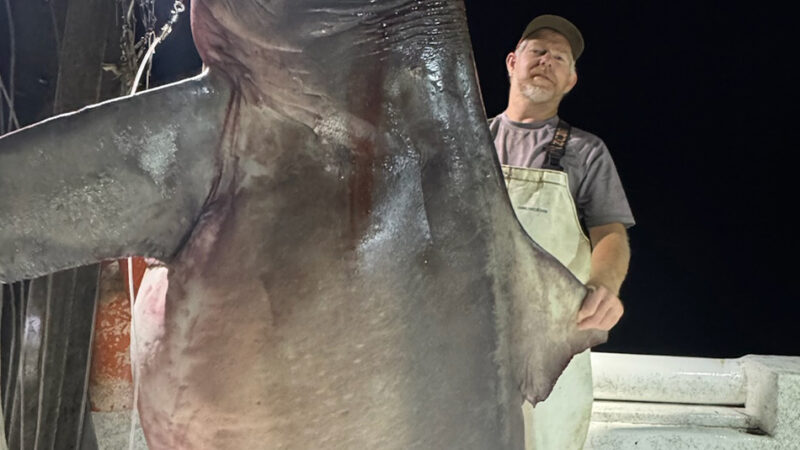 Fisherman Catches a Jaw-Dropping Bull Shark That Would Have Obliterated the State Record