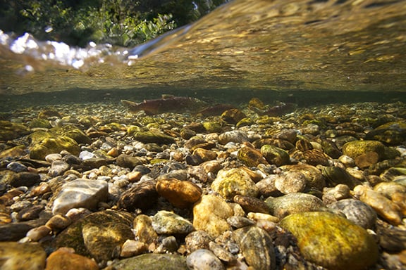 Fishermen battling with changing oceans chart new course after Trump’s push to deregulate – Outdoor News
