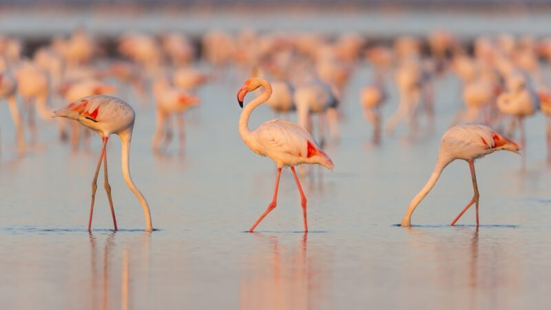 Flamingos Create Tiny Tornados to Capture Prey (Videos)