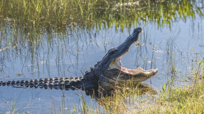 Florida Deputy Wrangles Alligator in Cowboy Hat (Video)