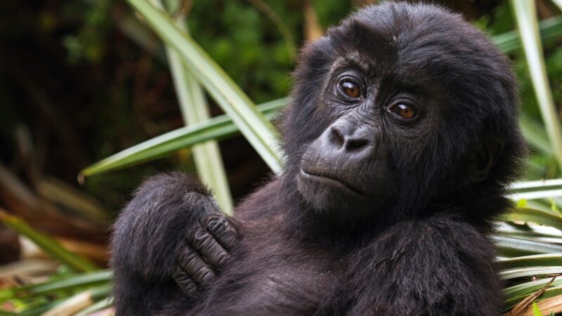 For the First Time Ever, Rehabbed Gorillas Have Been ‘Rewilded’