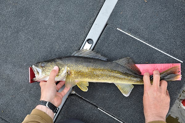 For walleyes in the shallows, search and deploy – Outdoor News