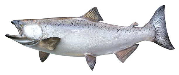From Lake Superior to Lake Ontario, how and where to catch Chinooks — the ‘king’ of the Great Lakes – Outdoor News