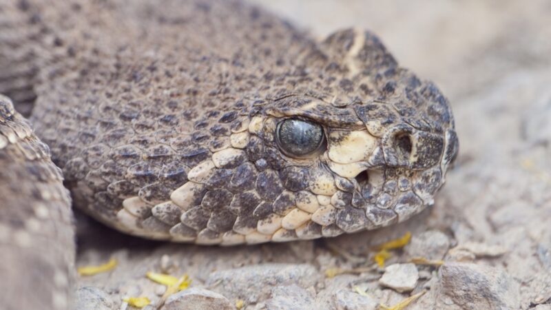 ‘Funky-Looking’ Rattlesnake in Arizona Shocks Experts
