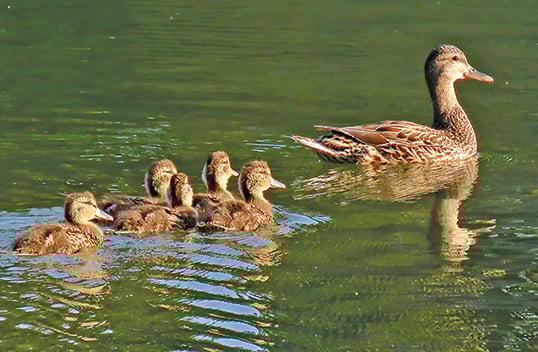 Game birds entering critical period when weather, habitat conditions dictate fall hunter success – Outdoor News