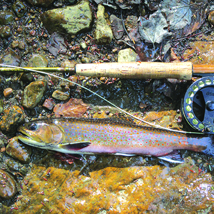 Genesee River rambling in Pennsylvania’s Northern Tier, where the reward is the fiery brook trout – Outdoor News