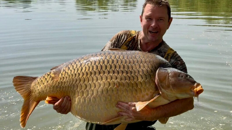 Giant Carp Caught in European Pay Lake Could Break the Unofficial World Record … Again?