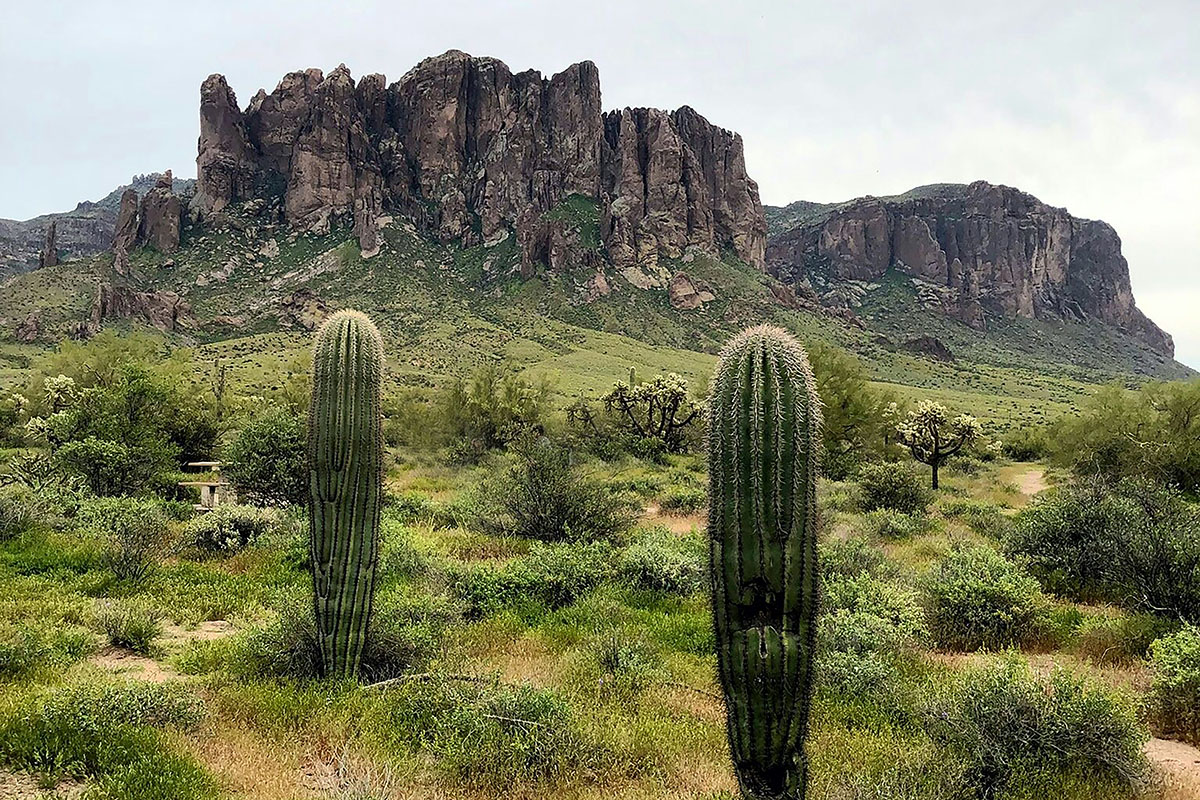 Two cactuses in foreground of mountain landscape.