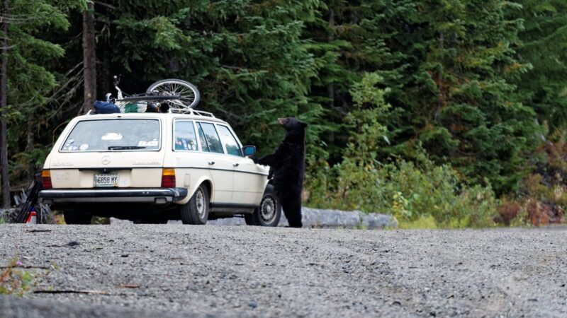 Group of Black Bears Destroy Car (While Honking the Horn)