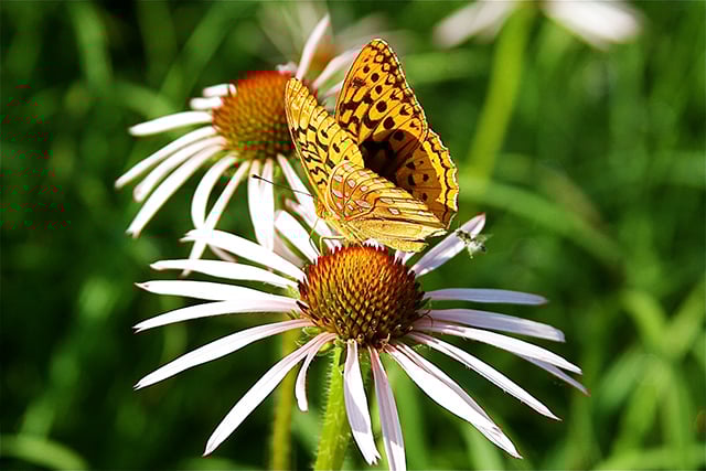 Group seeks National Park status for Shawnee Forest in Illinois – Outdoor News