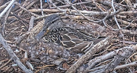 Hen mallard steals the show on the Minnesota DNR’s EagleCam – Outdoor News