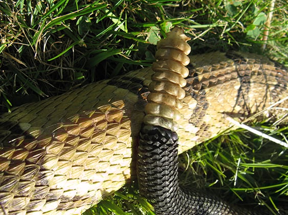 Here are the best ways to dodge danger in snake country – Outdoor News