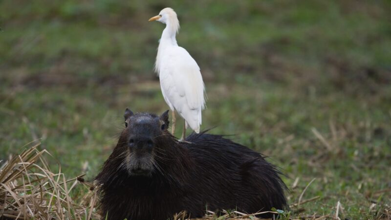 Heron Hitches Ride on Capybara in Hilarious Viral Video