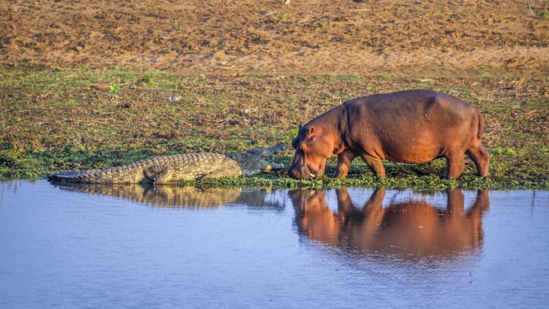 Hippo Sniffs Croc in Botswana—What Happens Next? (Video)