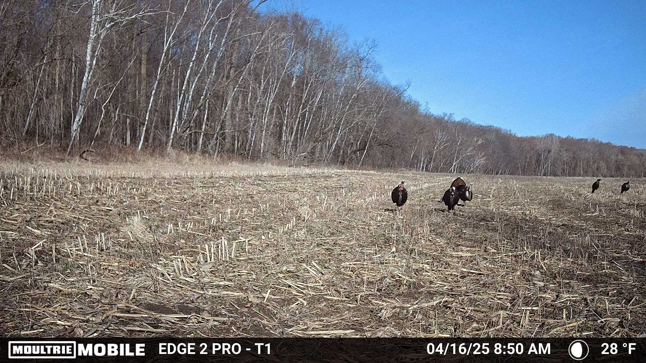 turkeys in wisconsin