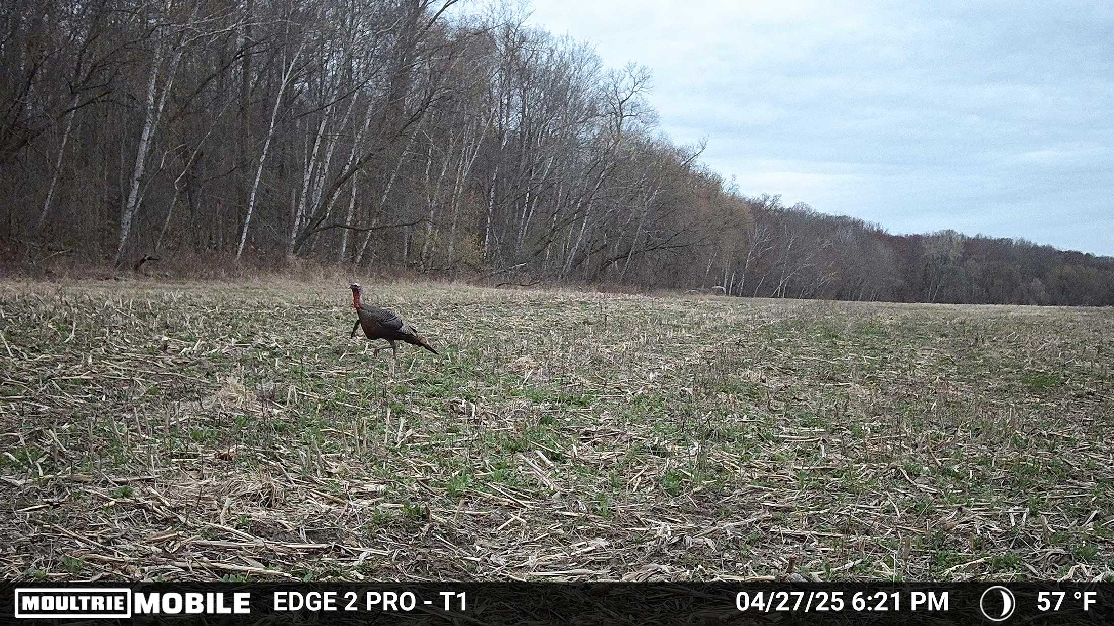 a tom turkey on trail camera