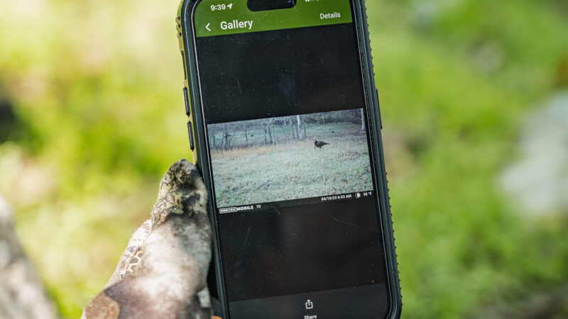 How to Use Trail Cameras for Turkey Hunting