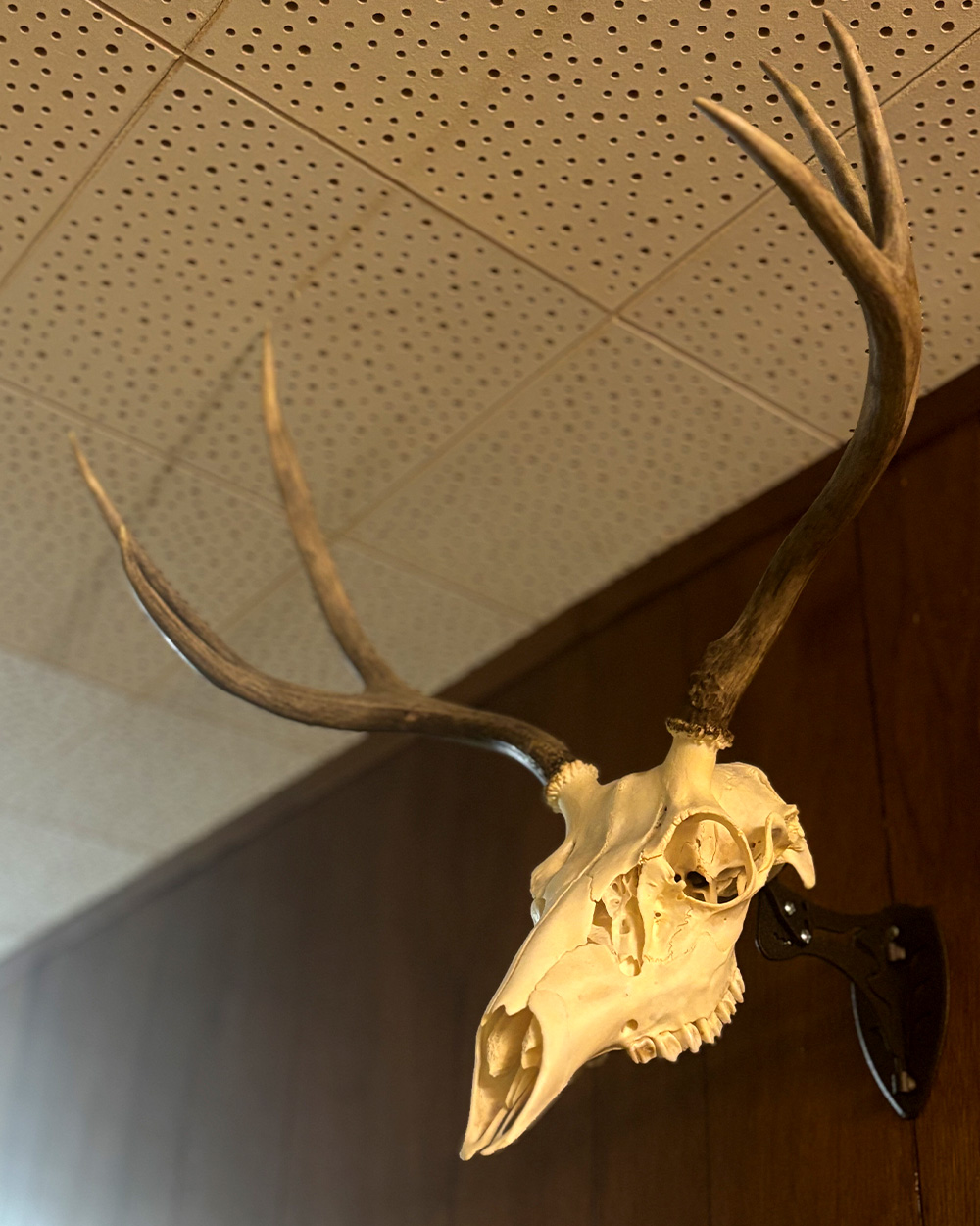 A euro-mounted buck on a wall.