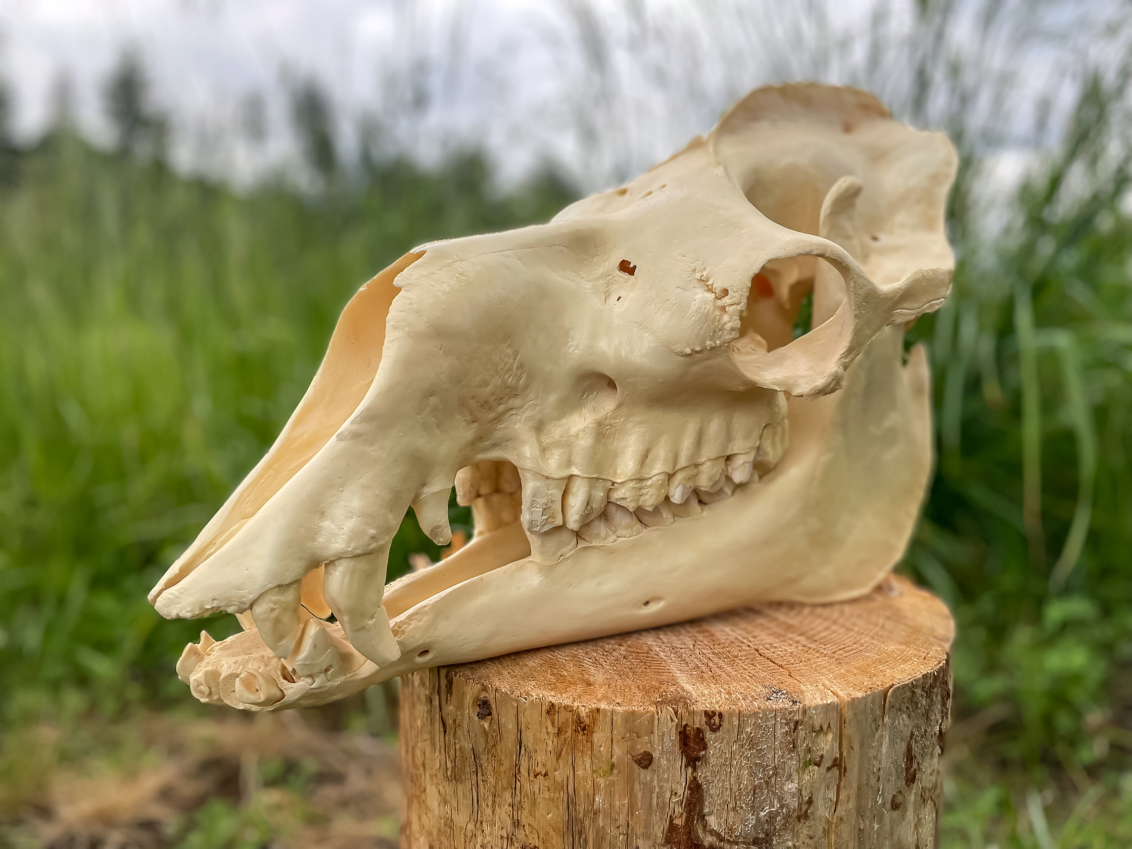 camel skull