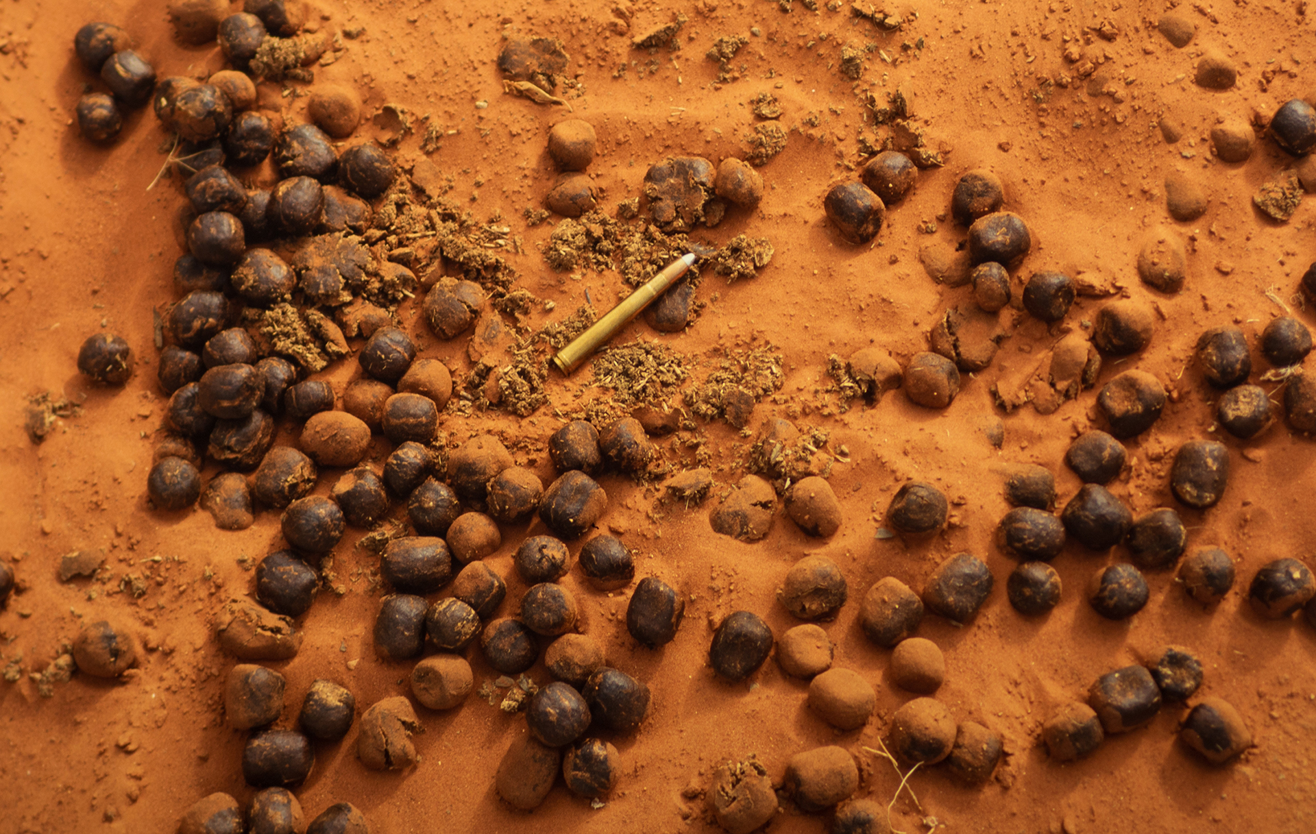 camel droppings