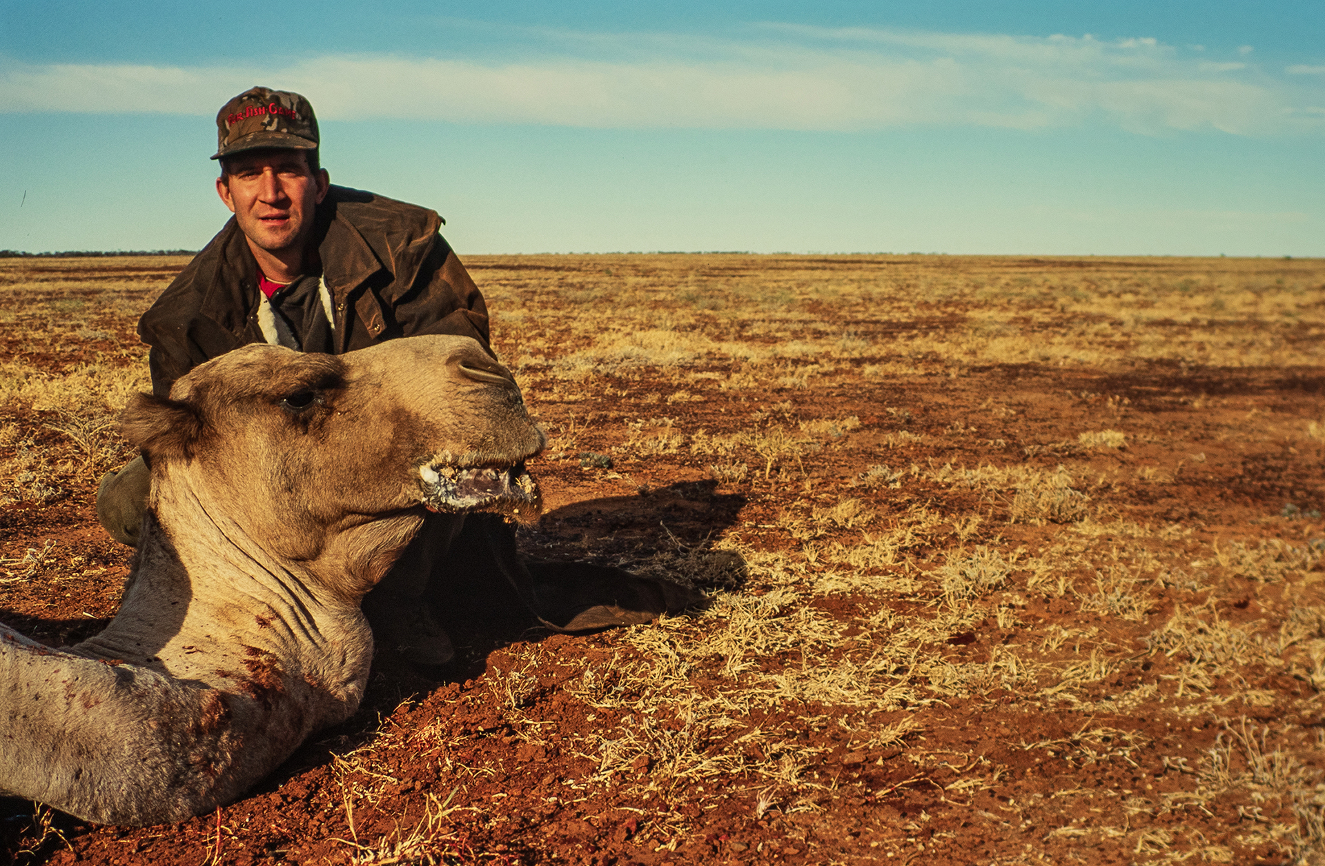 camel hunting australia