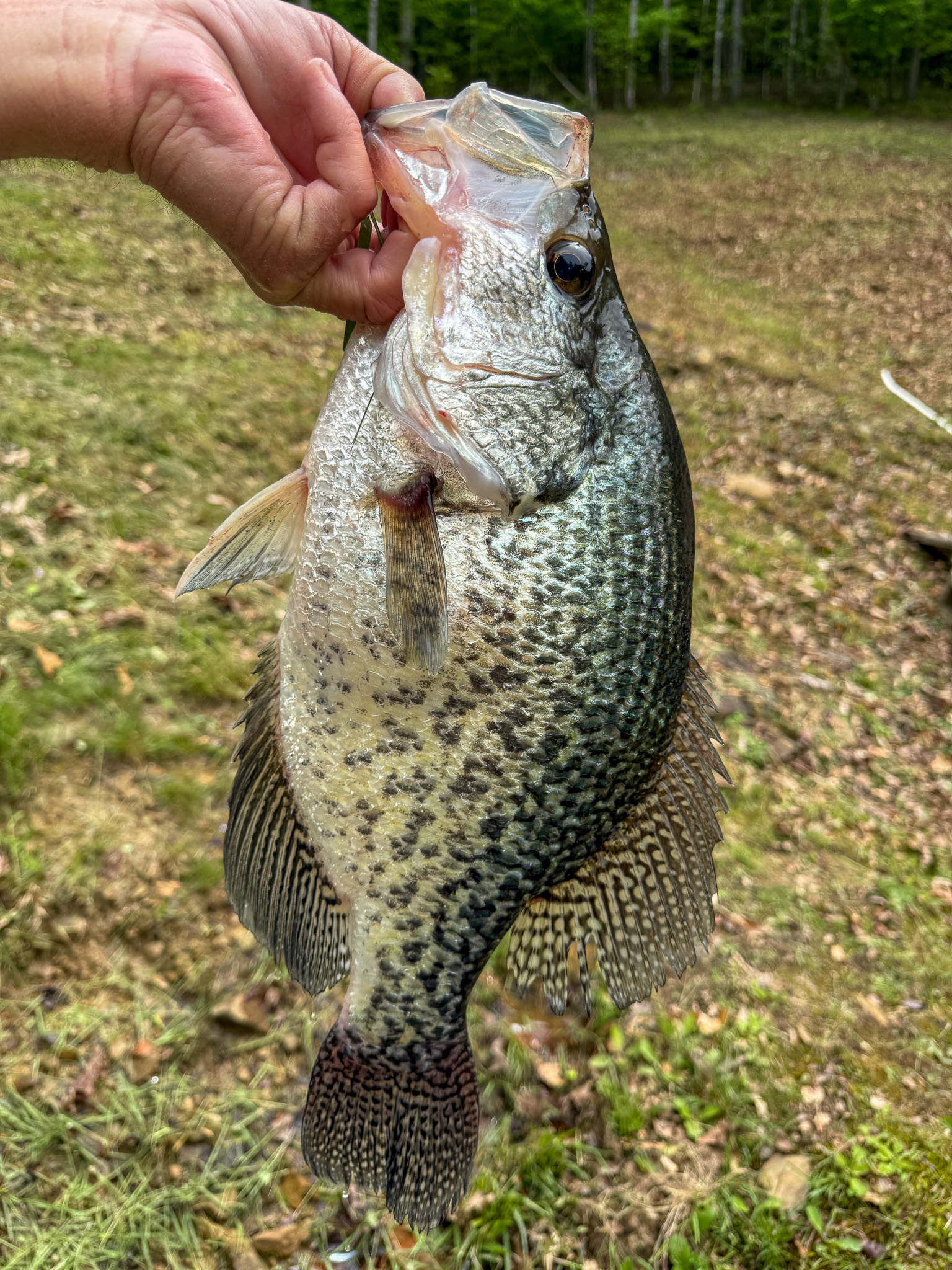 Jerry Porter's black crappie record.